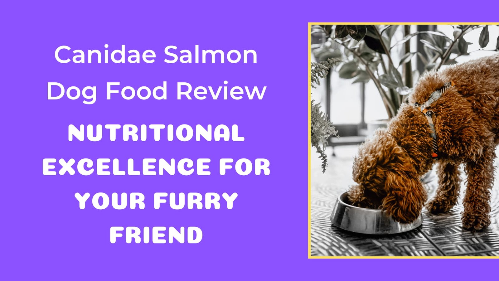 canidae salmon dog food review